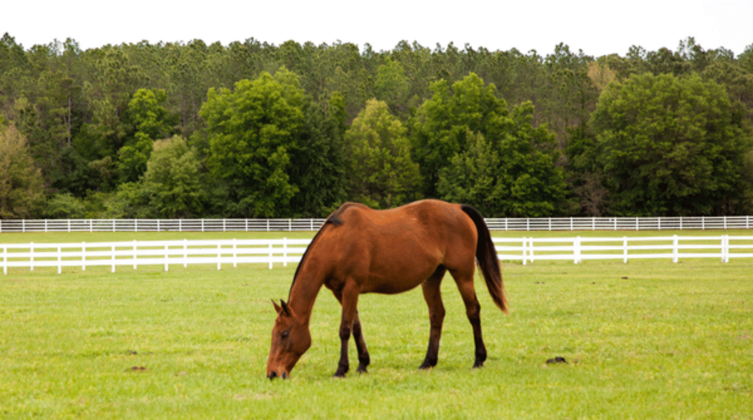Managing Equine Gastric Disease – Part 2 (2021)