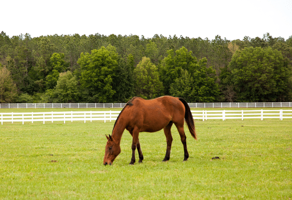 Managing Equine Gastric Disease - Part 1 (2021)