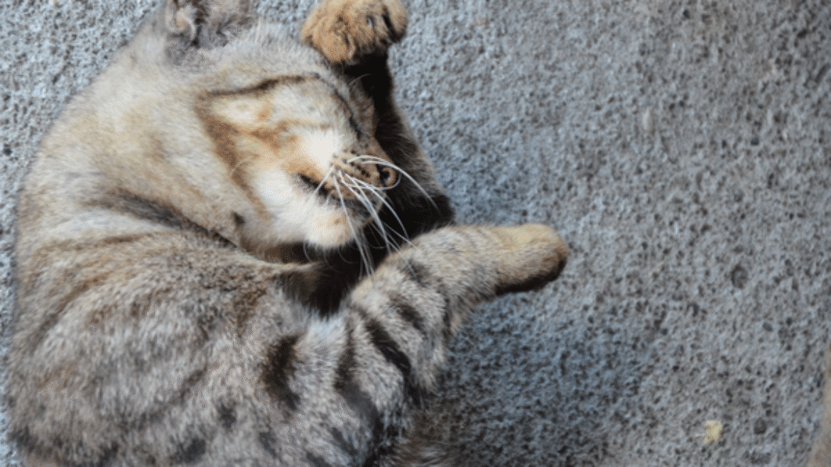 Allergy in Cats and Reaching a Diagnosis (2020)