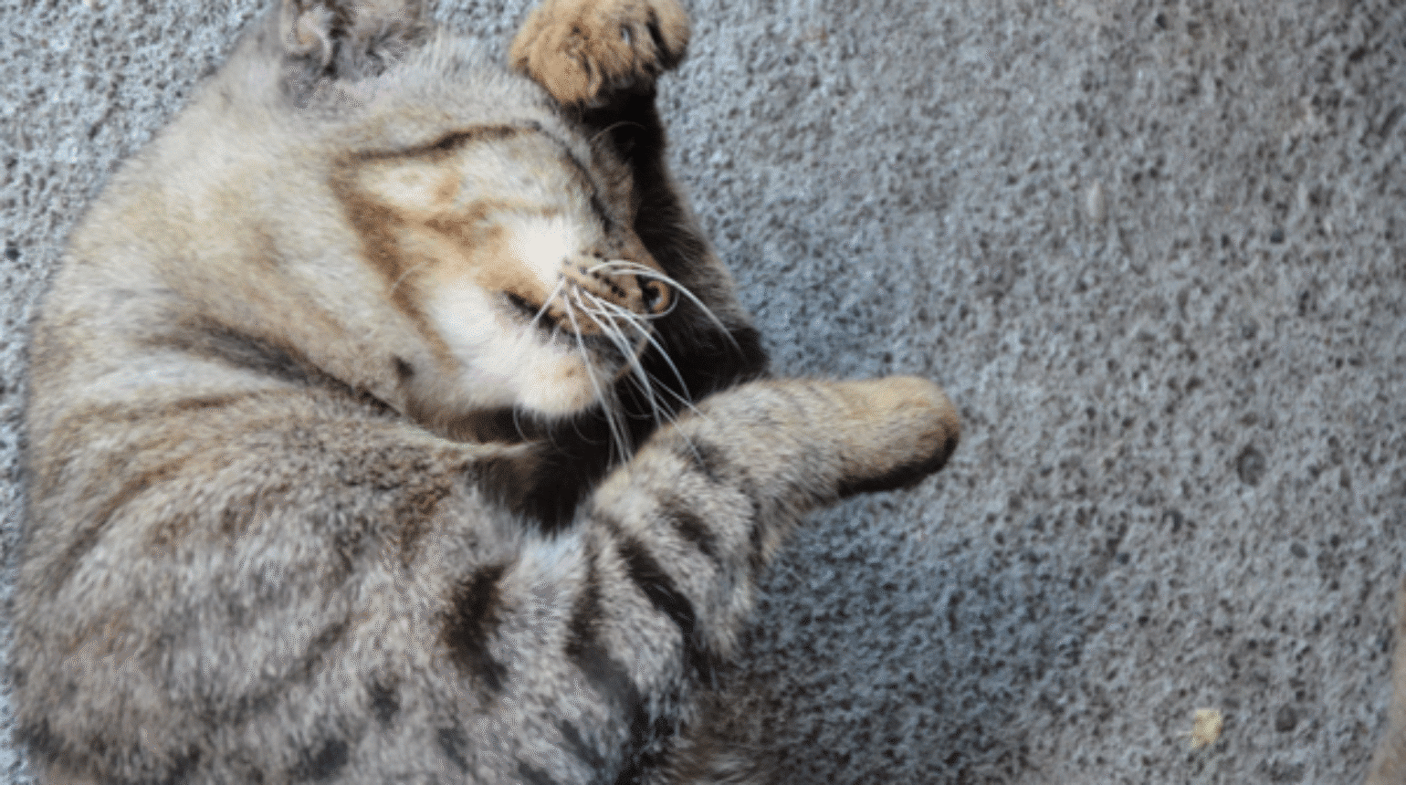 Allergy in Cats and Reaching a Diagnosis (2020)