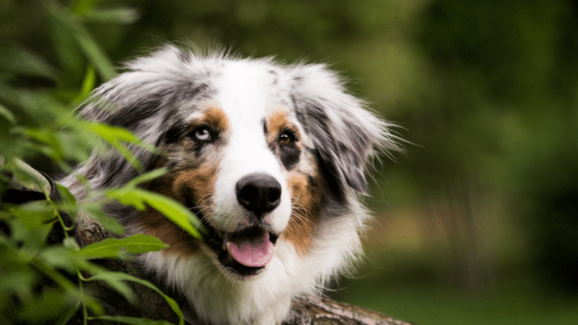 Cushing’s syndrome in the dog –management strategies in 2019 and beyond (2019)
