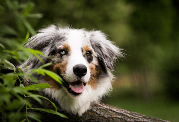 Cushing’s syndrome in the dog –management strategies in 2019 and beyond (2019)
