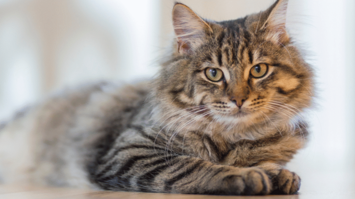 Feline better and in the loop (2020)