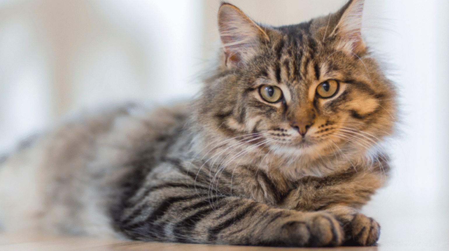 Feline better and in the loop (2020)