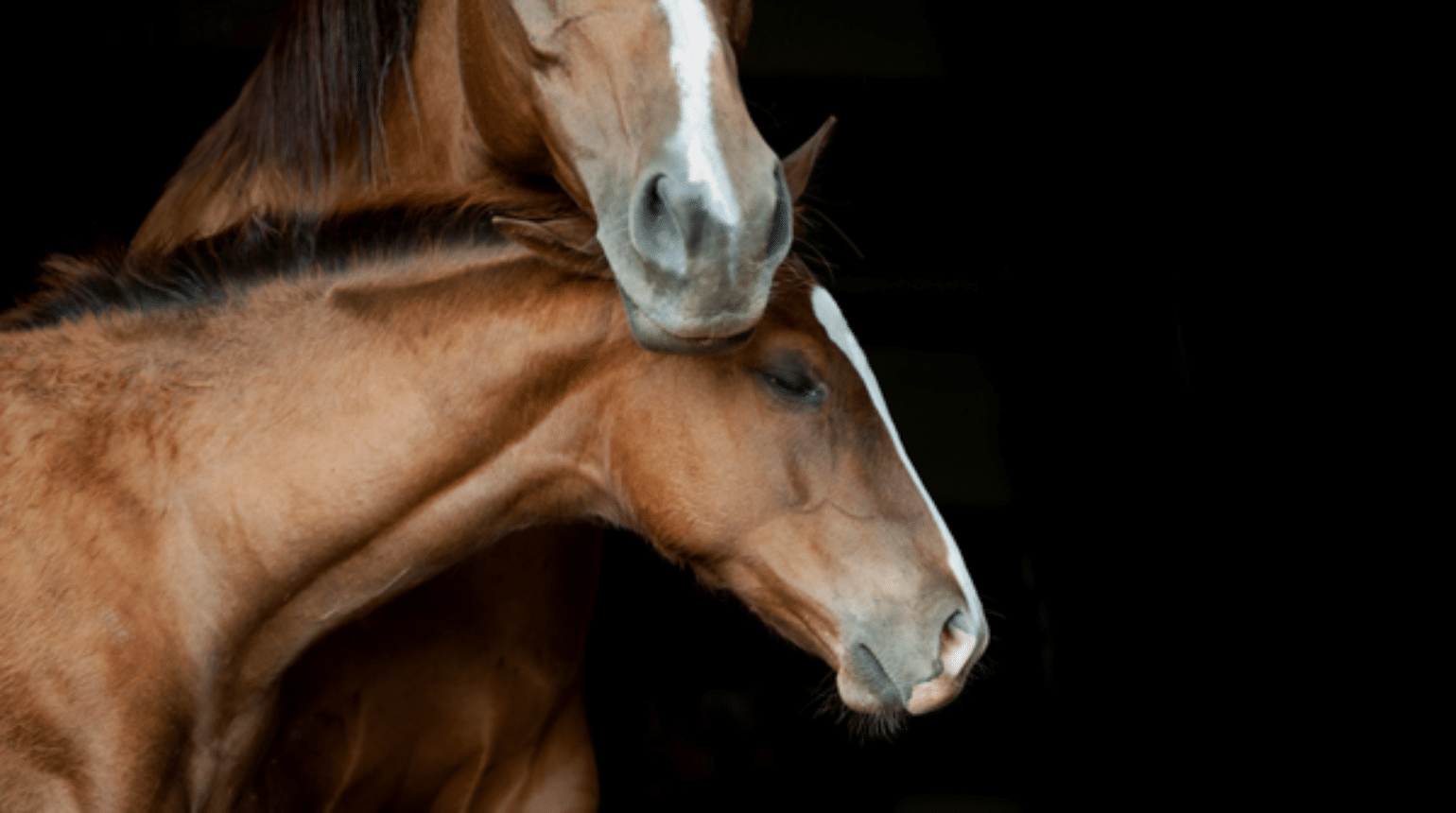 Gastro-duodenal disease in foals (2020)