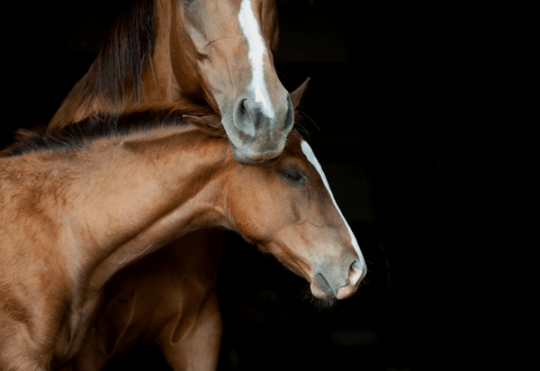Gastro-duodenal disease in foals (2020)