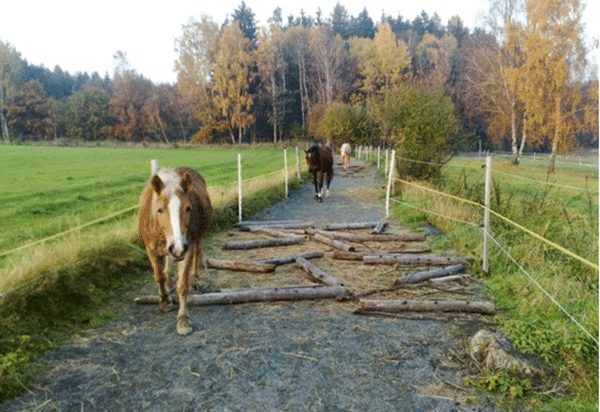 How to tip the scales in your favour: weight monitoring and management while keeping your horse happy (2021) 