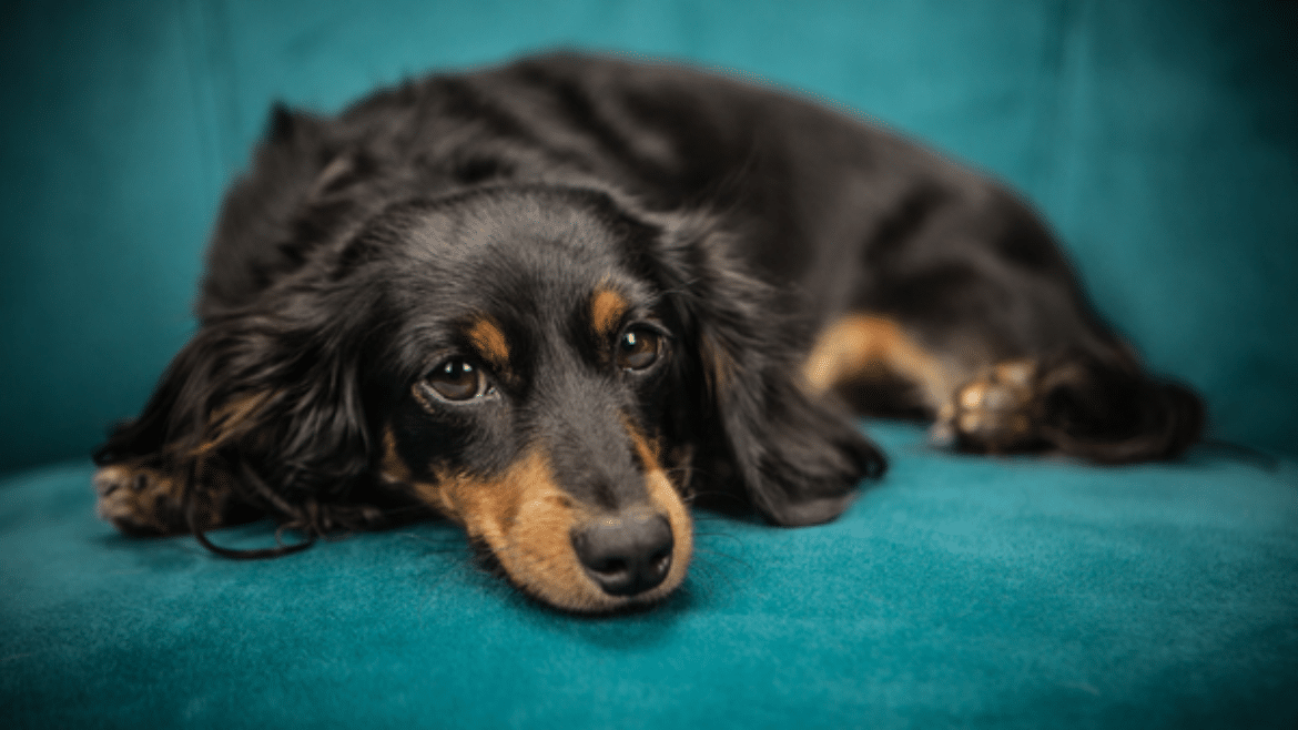 Immunosuppressants: Beyond Glucocorticoids (2019)