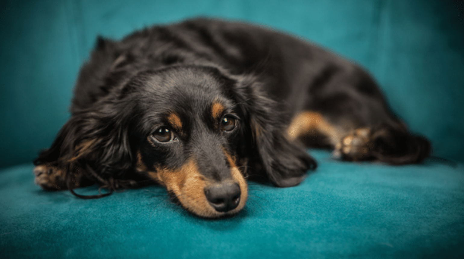 Immunosuppressants: Beyond Glucocorticoids (2019)