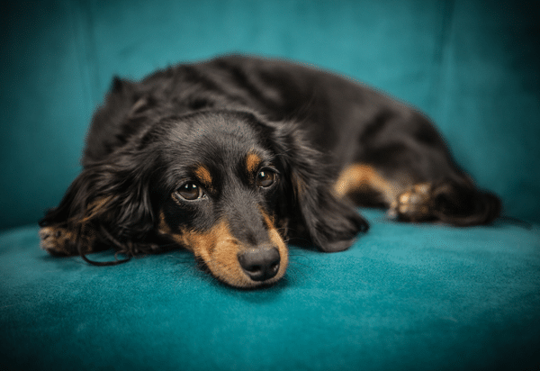 Immunosuppressants: Beyond Glucocorticoids (2019)