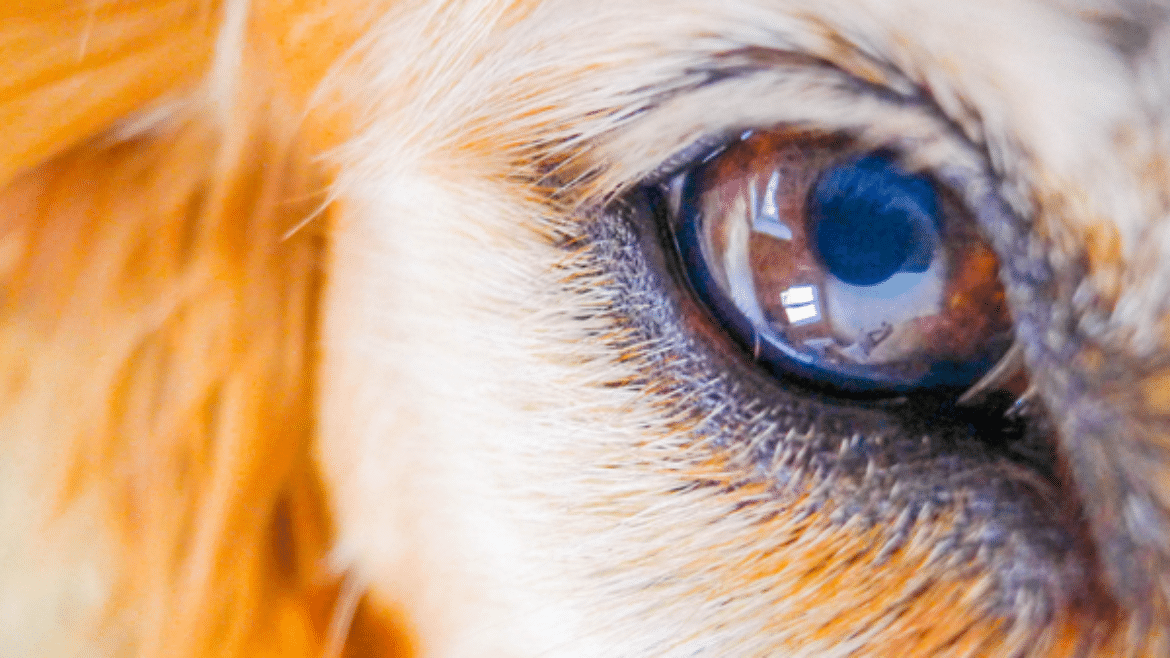 Keratoconjunctivits sicca in the dog: diagnosis, causes and treatment (2019)