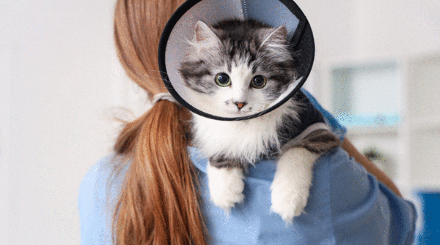 Learn how veterinary teams can maximise the welfare of companion animals who need to wear Elizabethan (2020)