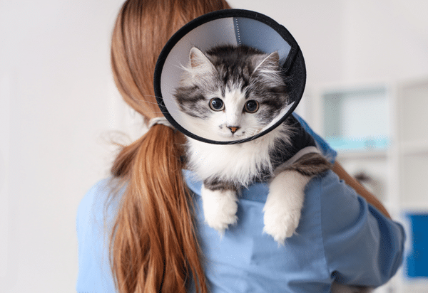Learn how veterinary teams can maximise the welfare of companion animals who need to wear Elizabethan (2020)