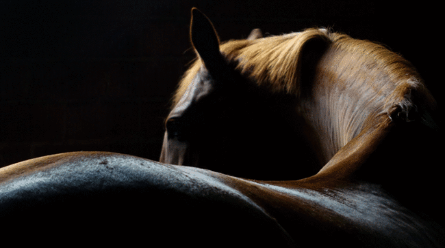 Management of spring transition and seasonal anoestrus in mares (2021)