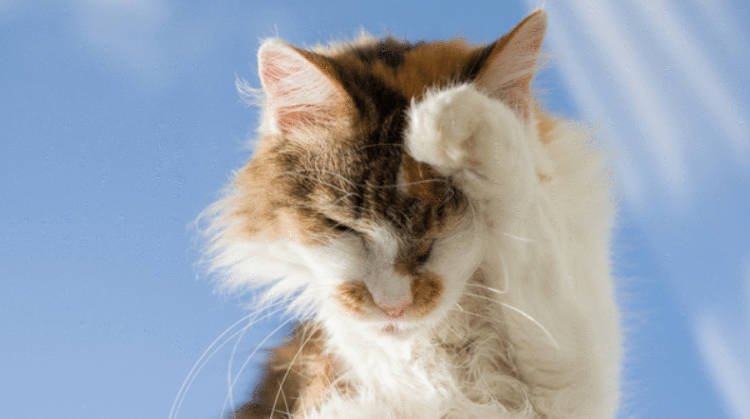 Management of the Environmentally Allergic Cat (2020)