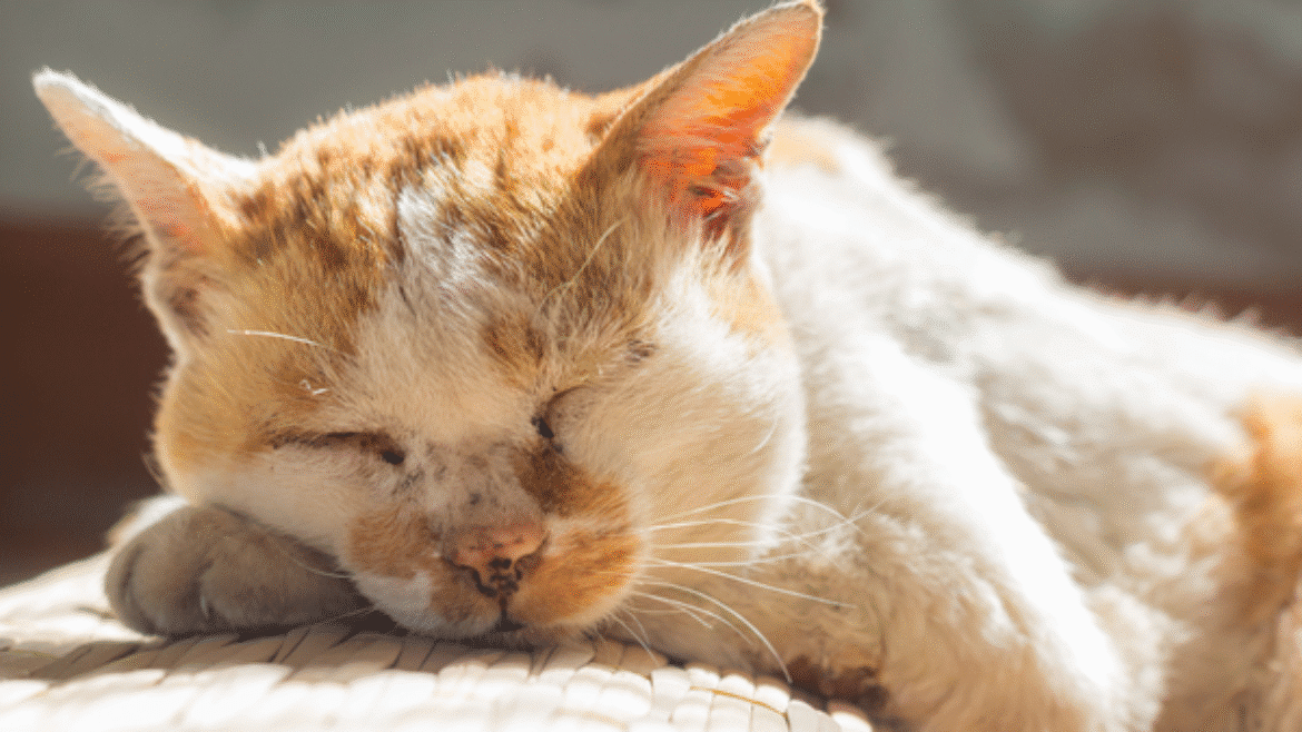 Managing Feline Aortic Thromboembolism (2020)