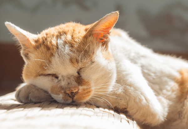 Managing Feline Aortic Thromboembolism (2020)