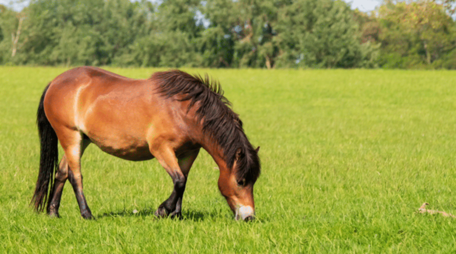 Managing obesity in horses- how can vets help horse owners? (2021)