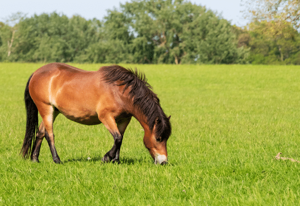 Managing obesity in horses- how can vets help horse owners? (2021)