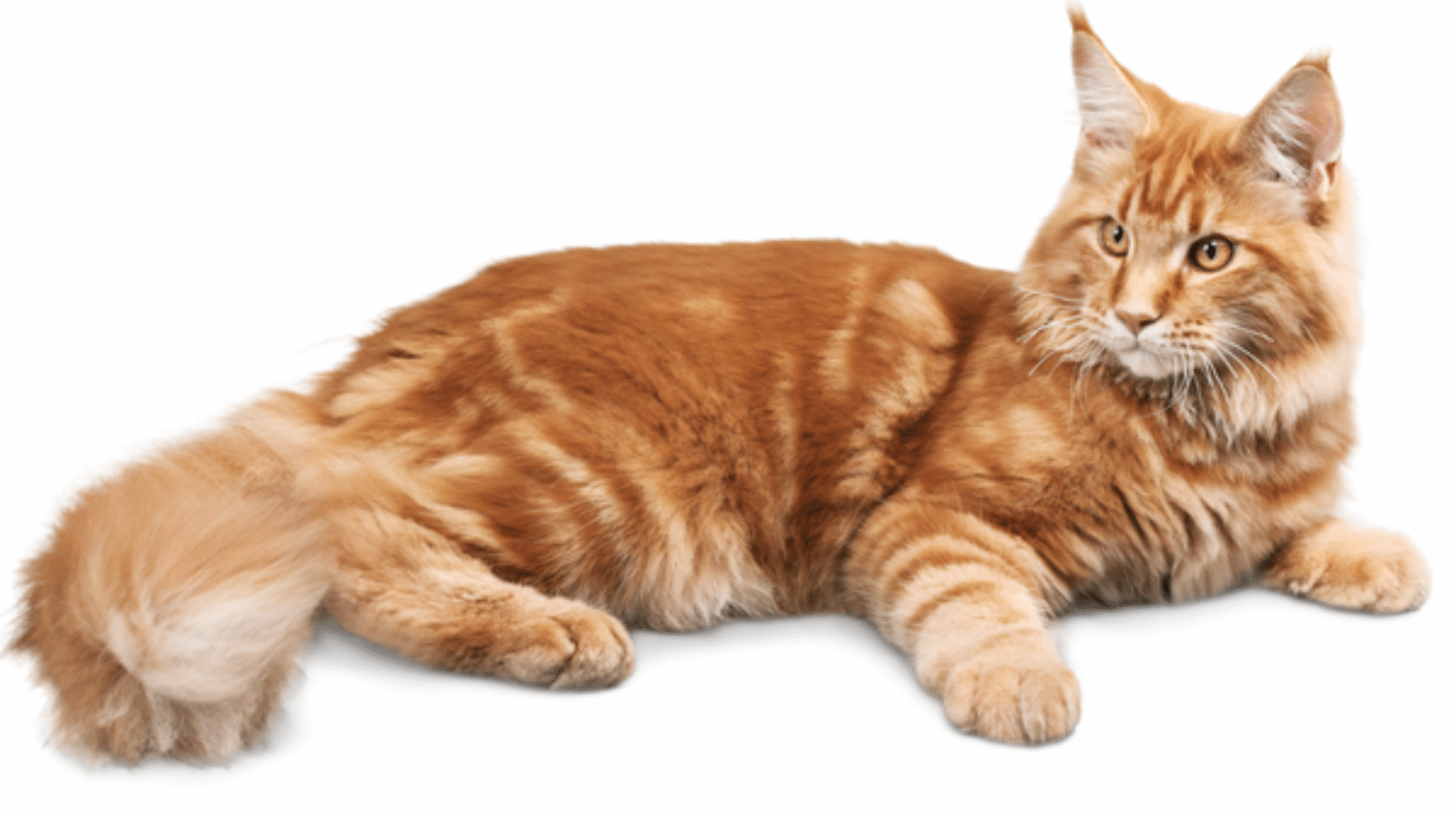 Mycobacterial infections in cats (and dogs) – focusing on tuberculosis (2020)