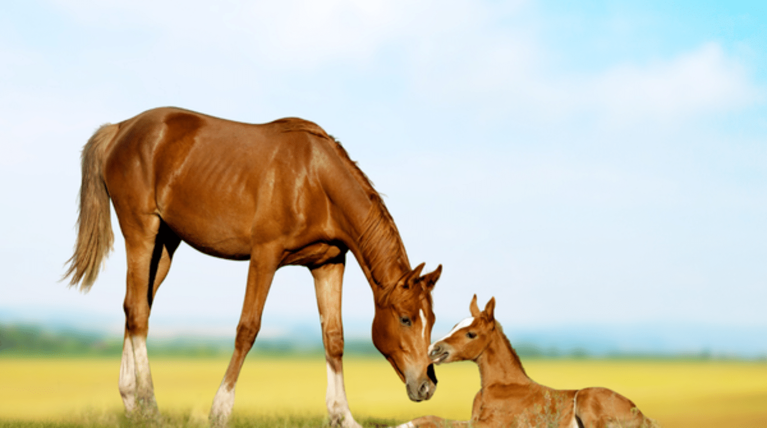 Normal reproductive cycle of the mare (2020)