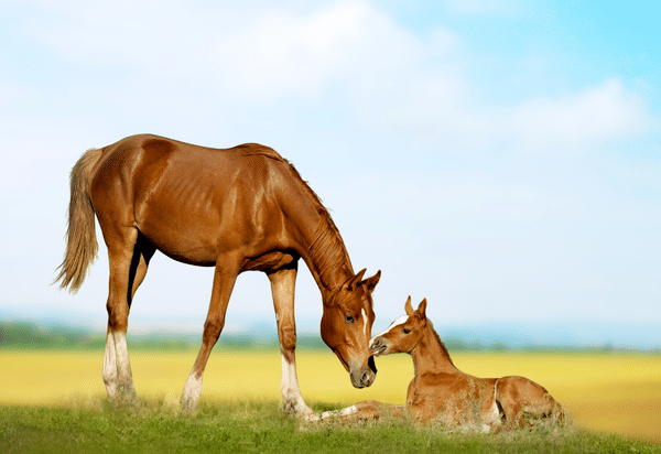 Normal reproductive cycle of the mare (2020)