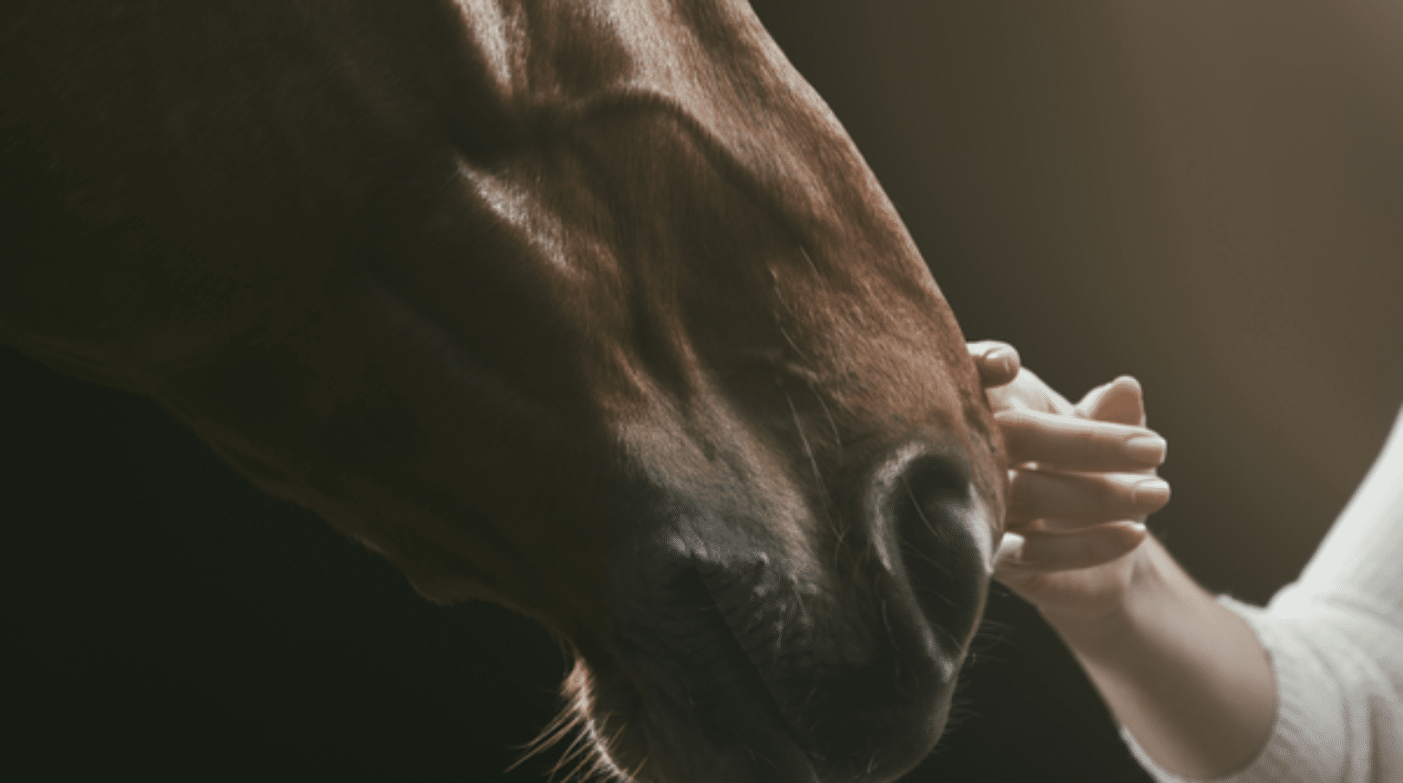 Responsible use of antibiotics in equine practice (2020)
