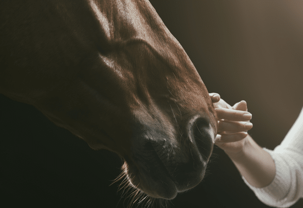 Responsible use of antibiotics in equine practice (2020)