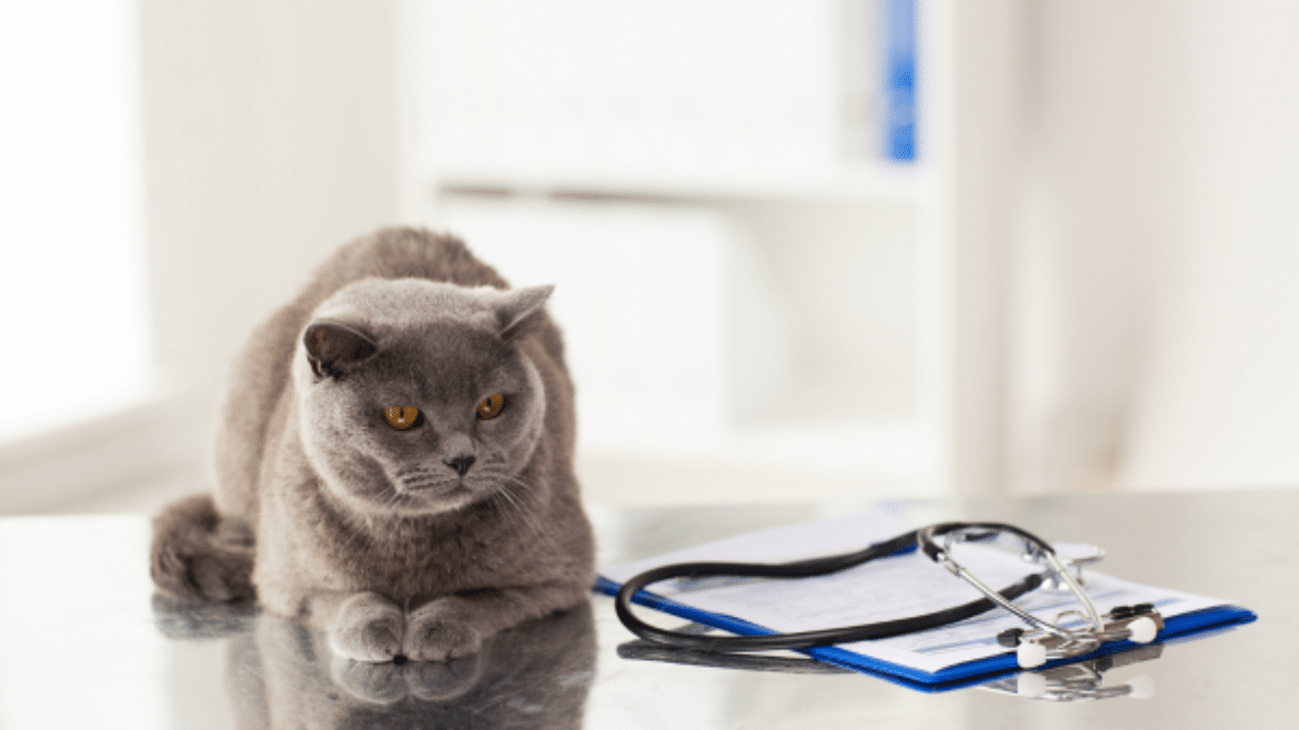 The veterinary prescribing cascade (2019)