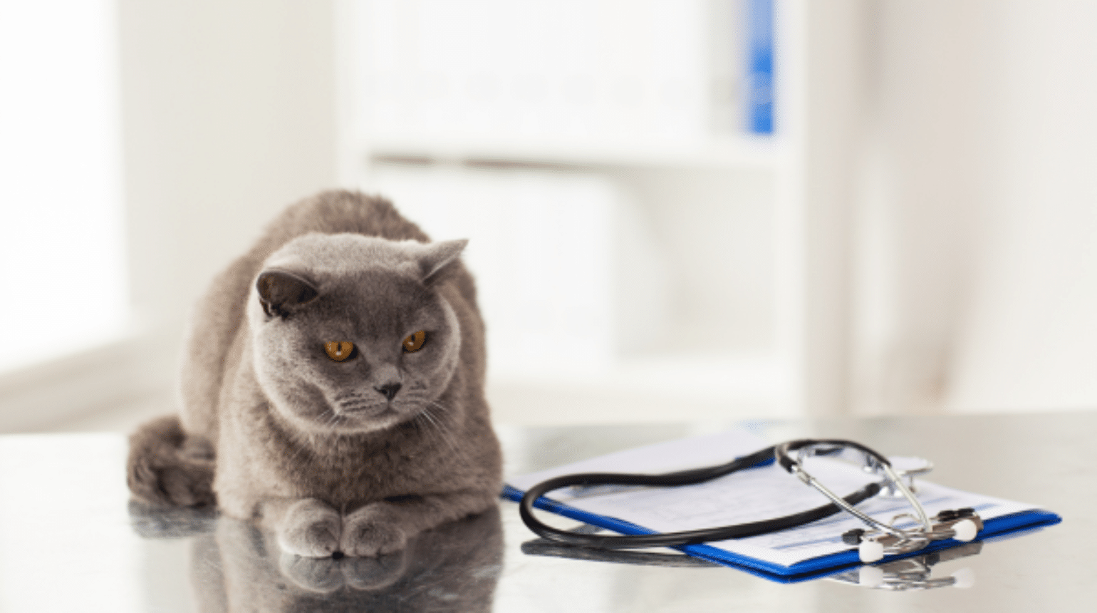 The veterinary prescribing cascade (2019)