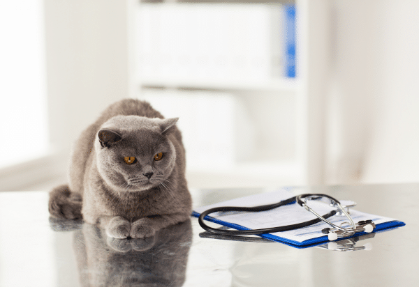 The veterinary prescribing cascade (2019)