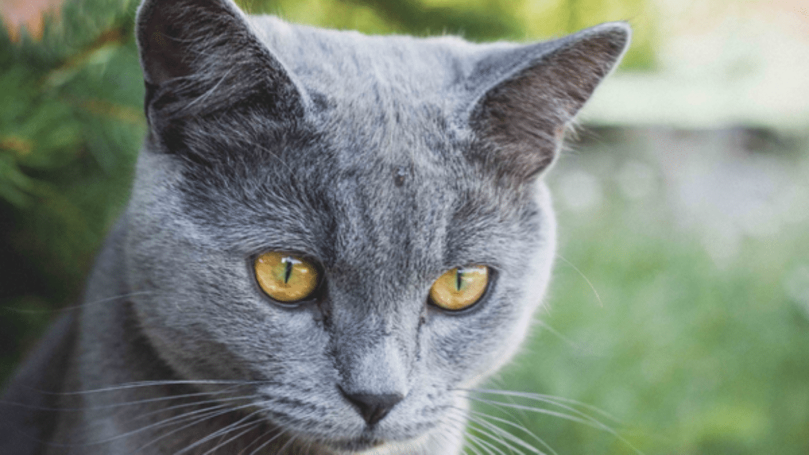 Transdermal medications in cats: what do we really know? (2019)