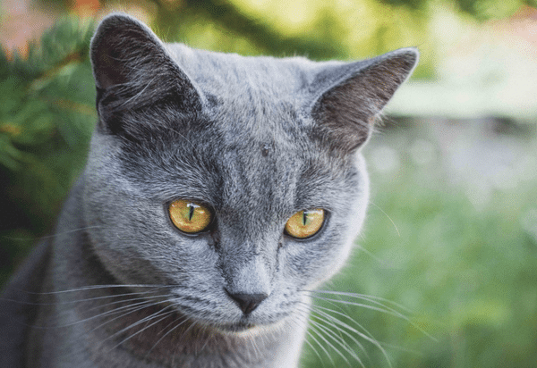 Transdermal medications in cats: what do we really know? (2019)