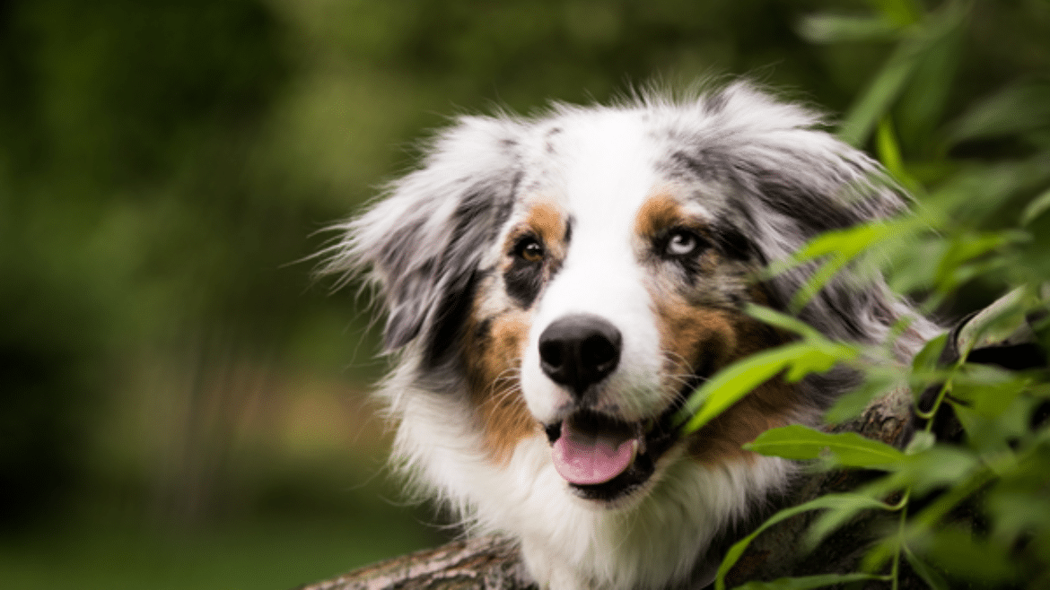 Update on common behaviour problems in dogs and how to manage them (2023)