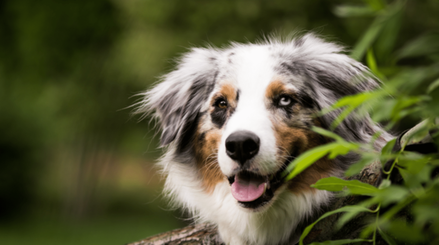 Update on common behaviour problems in dogs and how to manage them (2023)