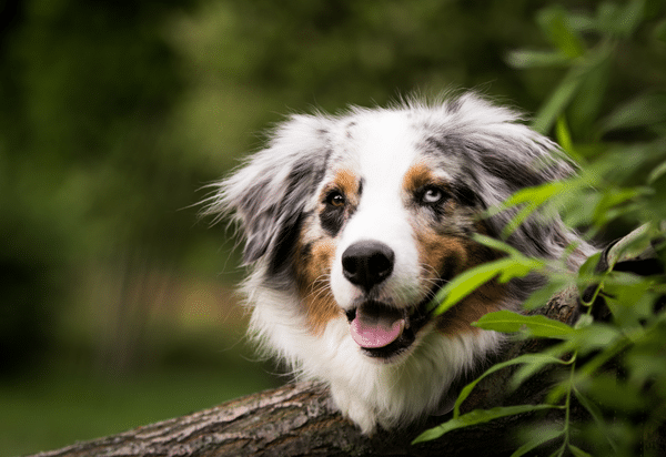 Update on common behaviour problems in dogs and how to manage them (2023)