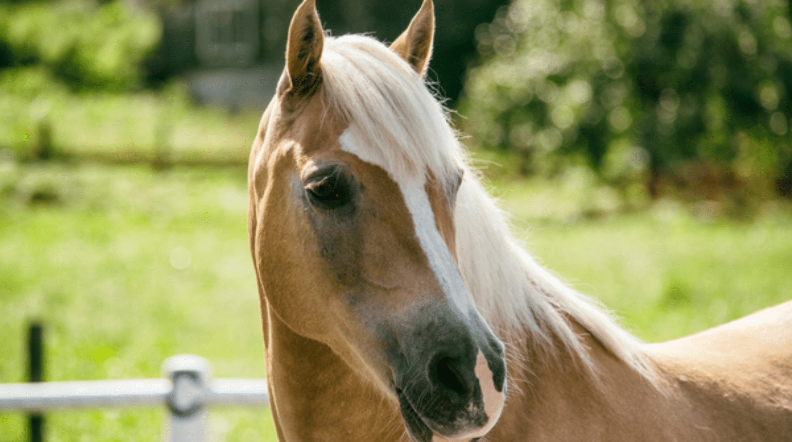 Updates on treatment of equine gastric disease (2019)