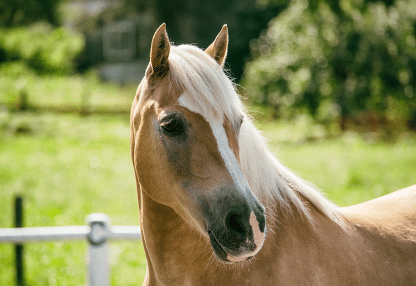 Updates on treatment of equine gastric disease (2019)