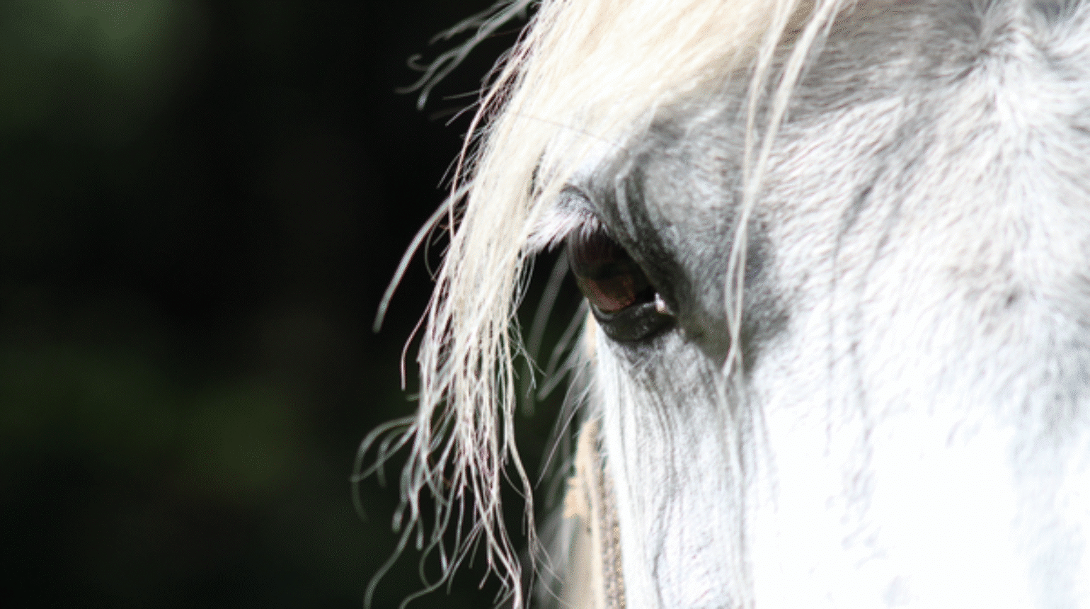 Treatment of Equine Gastric Disease (2020)
