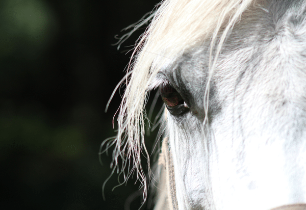 Treatment of Equine Gastric Disease (2020)