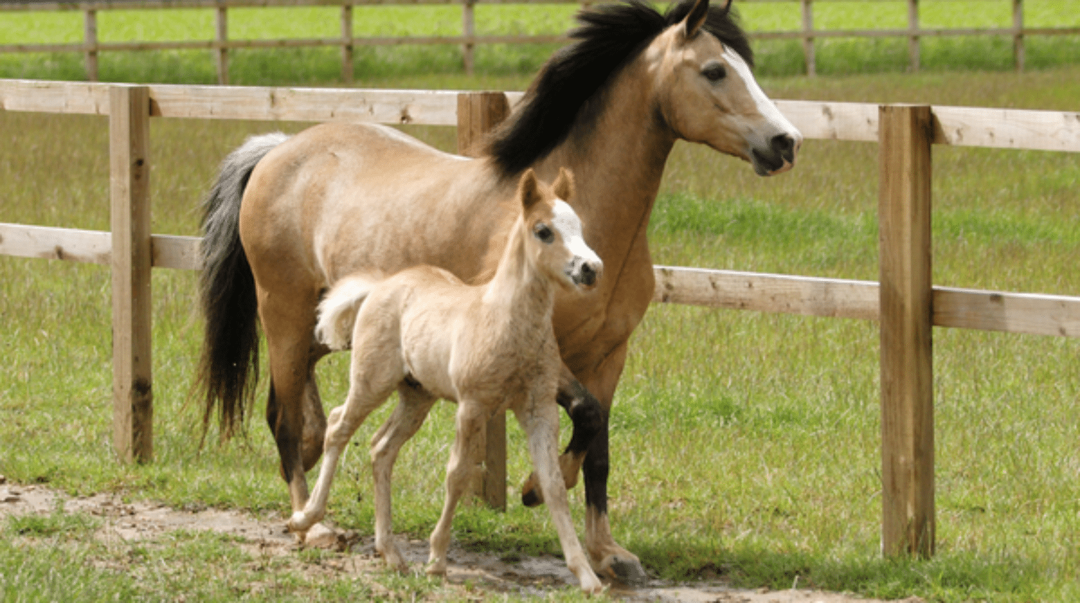 Beyond retained fetal membranes: Managing conditions of the post-partum mare (2023)