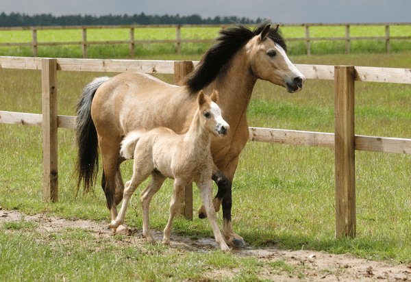 Beyond retained fetal membranes: Managing conditions of the post-partum mare (2023)