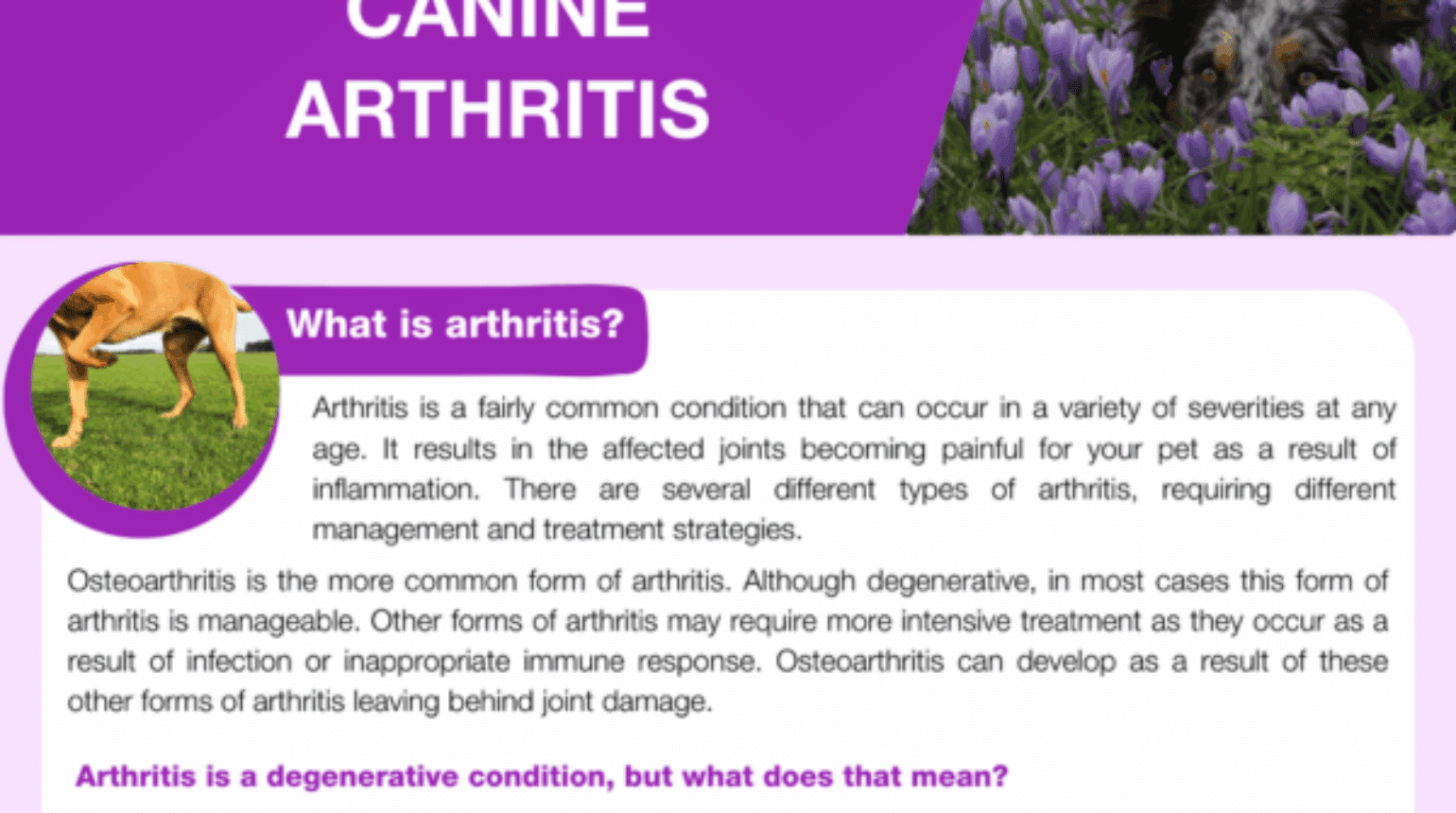 Canine arthritis