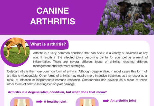 Canine Arthritis