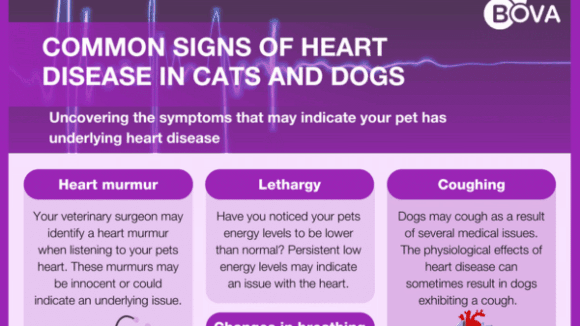 Common Signs of Heart Disease in Cats and Dogs