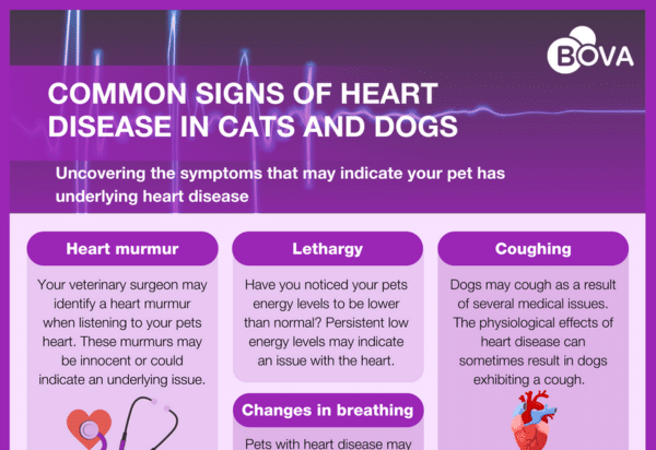 Common Signs of Heart Disease in Cats and Dogs
