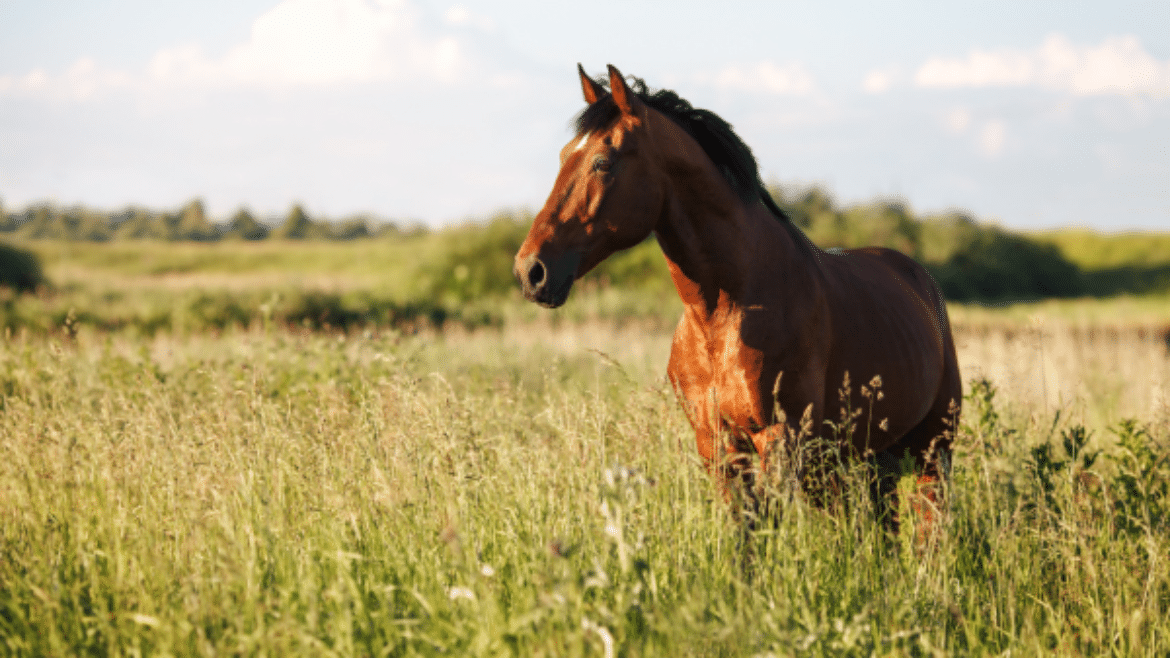 Equine Hepatic Disorders (2023)