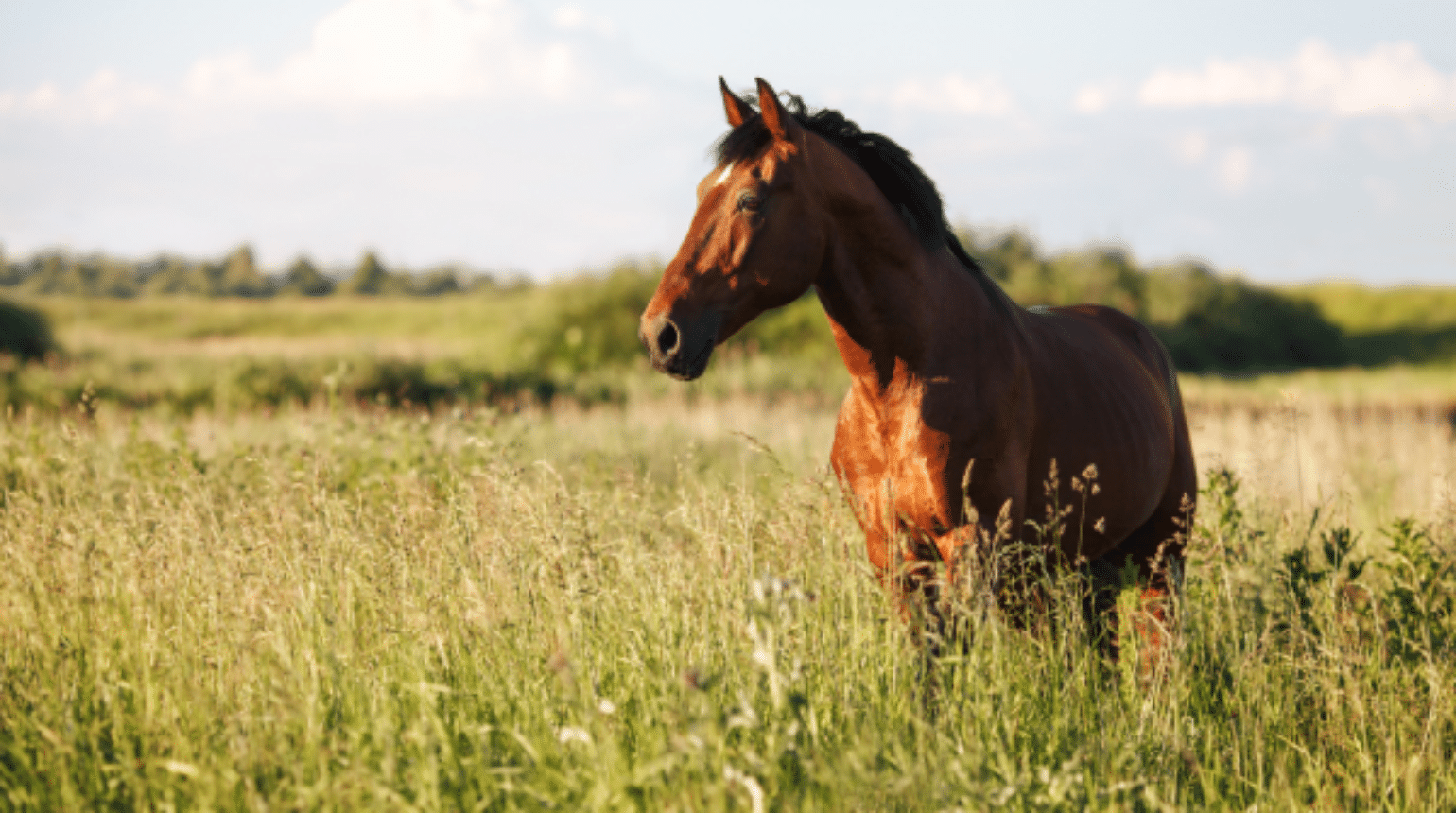Equine Hepatic Disorders (2023)