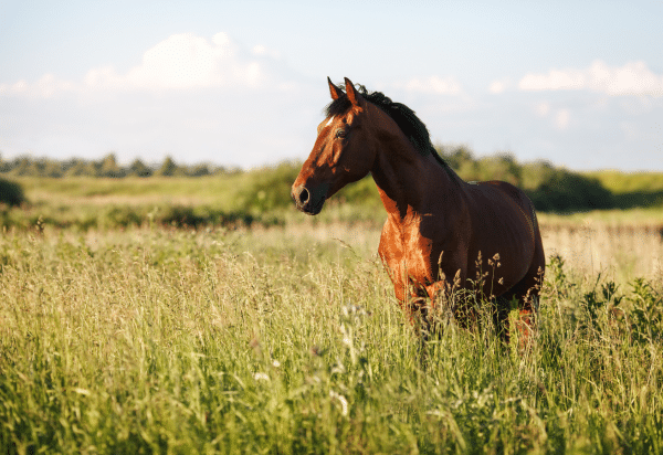 Equine Hepatic Disorders (2023)