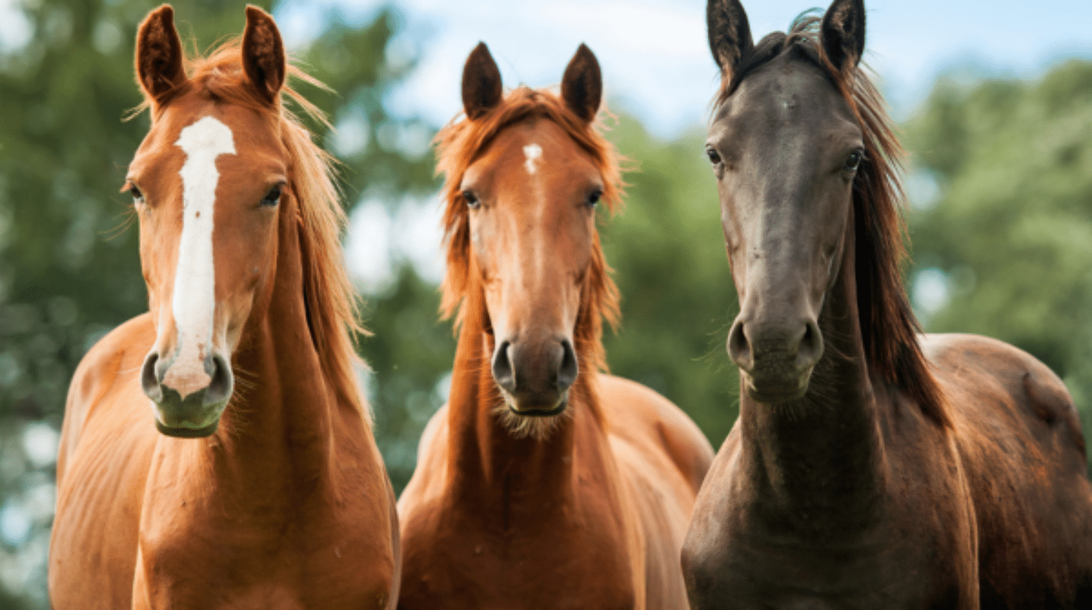 Equine Medical Urology and Nephrology (2024)